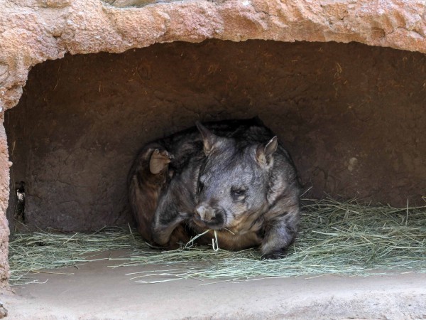 メルボルン動物園のウォンバット （パークビル，VIC 州） : 食で奏でる