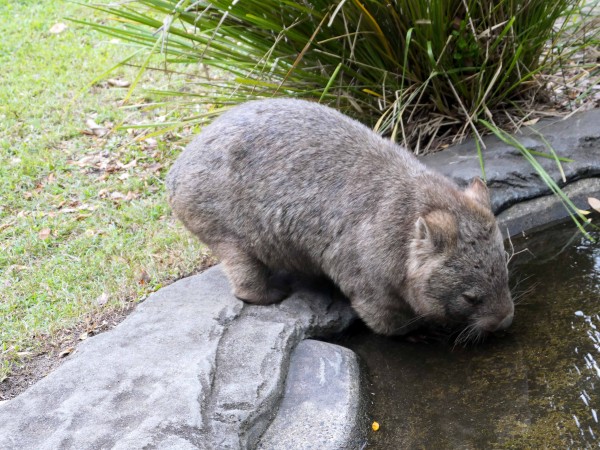オーストラリア動物園のウォンバット ビーアワー Qld州 食で奏でる旅の記憶