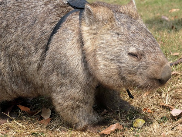 オーストラリア動物園のウォンバット・ウォーク （ビーアワー，QLD州