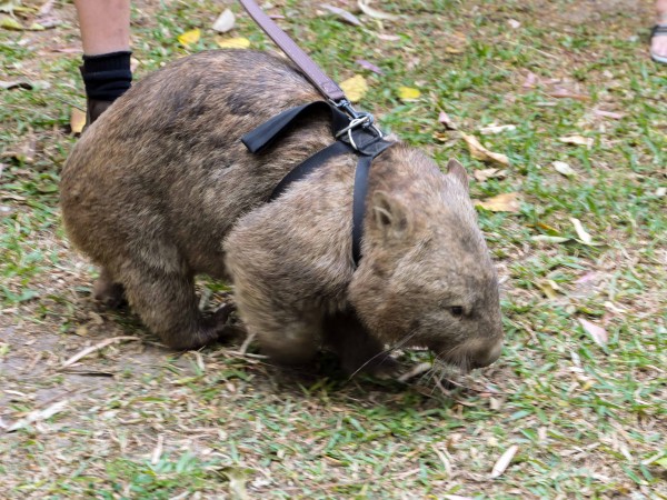 オーストラリア動物園のウォンバット・ウォーク （ビーアワー，QLD州