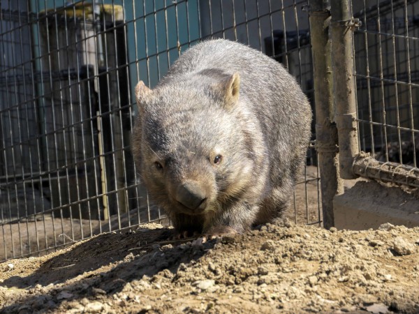 茶臼山動物園のウォンバット Vol 2 長野県長野市 食で奏でる旅の記憶