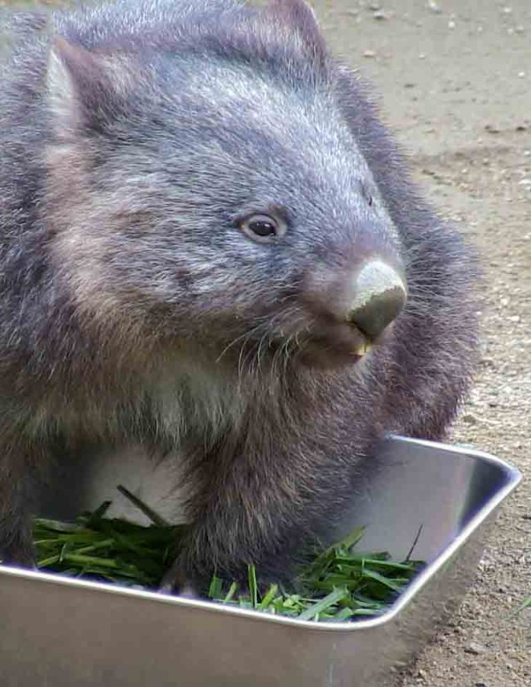 追悼：ウォンバットのコウ in 五月山動物園 （大阪府池田市） : 食で奏でる旅の記憶