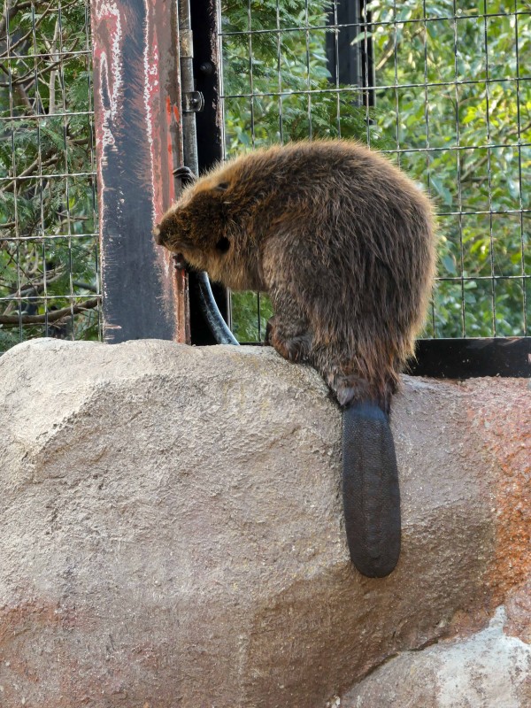 東山動植物園 Vol 2 後編 名古屋市千種区 食で奏でる旅の記憶