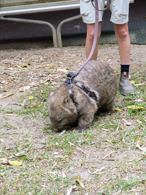 オーストラリア動物園のウォンバット・ウォーク （ビーアワー，QLD州