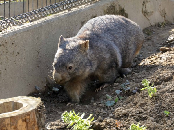 茶臼山動物園のウォンバット Vol 2 長野県長野市 食で奏でる旅の記憶