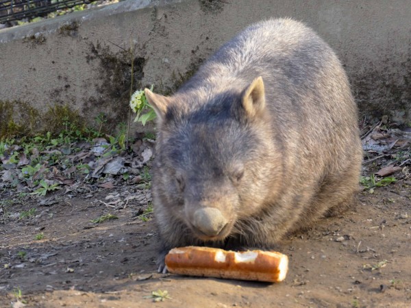 茶臼山動物園のウォンバット Vol 2 長野県長野市 食で奏でる旅の記憶