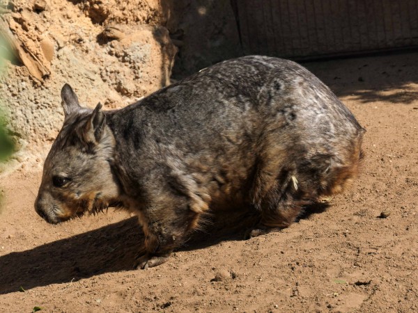 メルボルン動物園のウォンバット パークビル Vic 州 食で奏でる旅の記憶