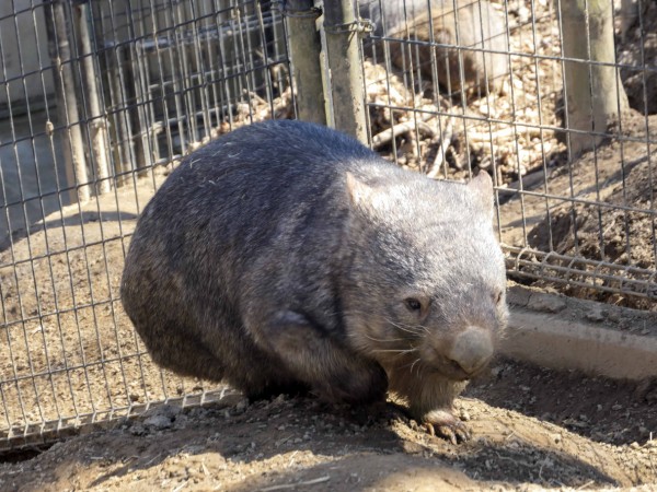 茶臼山動物園のウォンバット Vol 2 長野県長野市 食で奏でる旅の記憶