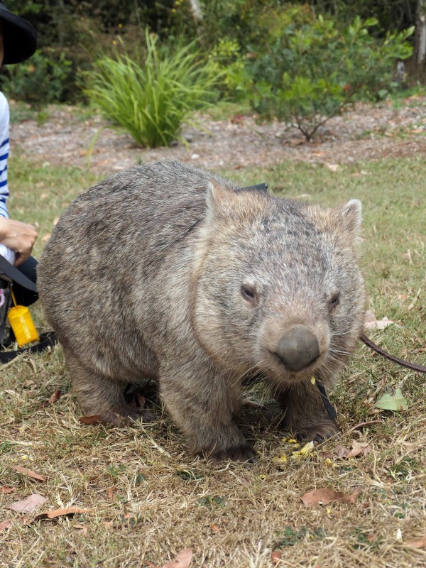 オーストラリア動物園のウォンバット・ウォーク （ビーアワー，QLD州