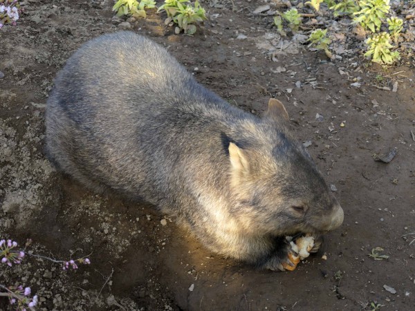 茶臼山動物園のウォンバット Vol 2 長野県長野市 食で奏でる旅の記憶