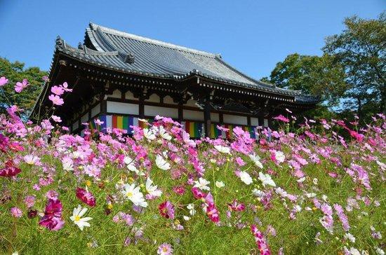 花ものがたり 奈良県 般若寺 コスモスの巻 Droplinkプラットフォーム