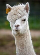 現品限り ｚｅｐｈｙｒ１１００マフラーが大特価 ２りんかんブログ