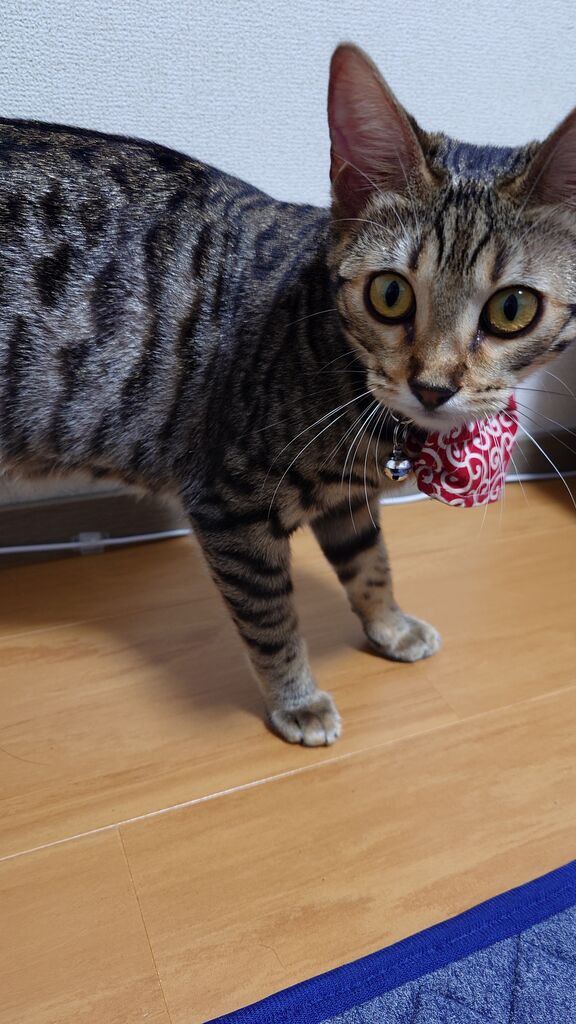 宇都宮2りんかん】 話題の高圧洗浄機導入!! : 2りんかんブログ