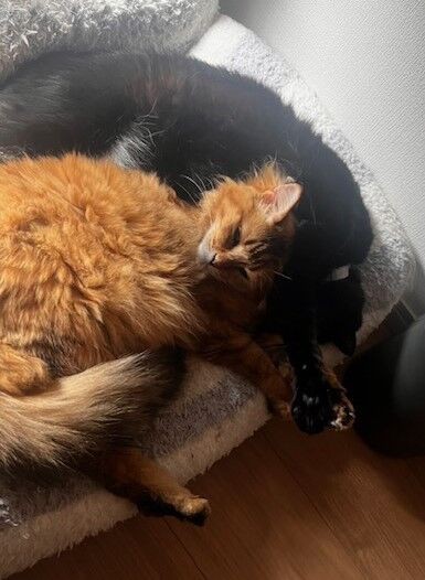 久留米2りんかん】量り売りオイルに新商品が追加！！ : 2りんかんブログ