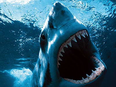サーフィン中 日本人男性 サメに襲われ死亡 オーストラリア 情報交流をして友達いっぱい作りたいので よろしくお願いします