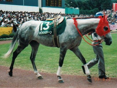 戦慄の白い馬ホワイトストーン : 覇王の馬券密議