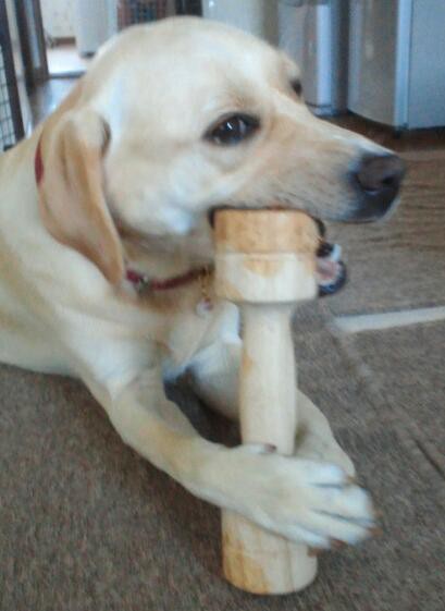 美人すぎるラブラドール かわいいトイプードル ラブラドール 赤ちゃん情報