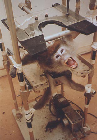 暴力的な 動物実験 犬 猫 猿などに 犬は殺されるために檻から出されても尻尾を振っていた らびっと情報局
