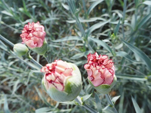 母の日だけじゃない カーネーションをもっと知って楽しもう オリジナルカラーな切り花をお届け アートフラワーカメレオン