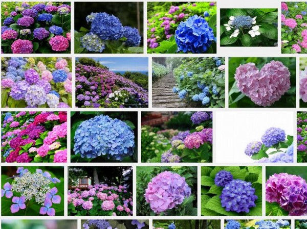 6月の花 あじさい をレインボーに染めてみました オリジナルカラーな切り花をお届け アートフラワーカメレオン