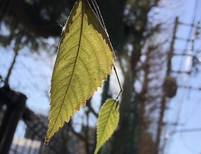 葉脈と花脈とは 道管がつくるカーネーションの模様 オリジナルカラーな切り花をお届け アートフラワーカメレオン