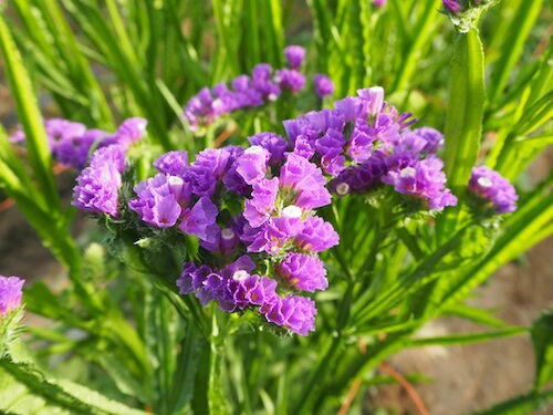 ドライフラワーの定番 スターチスとは オリジナルカラーな切り花をお届け アートフラワーカメレオン