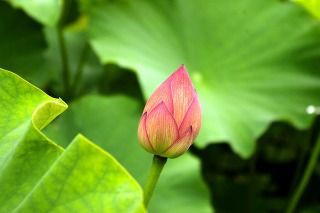 お花のしくみ 花びらはどうやって開いたり閉じたりする オリジナルカラーな切り花をお届け アートフラワーカメレオン