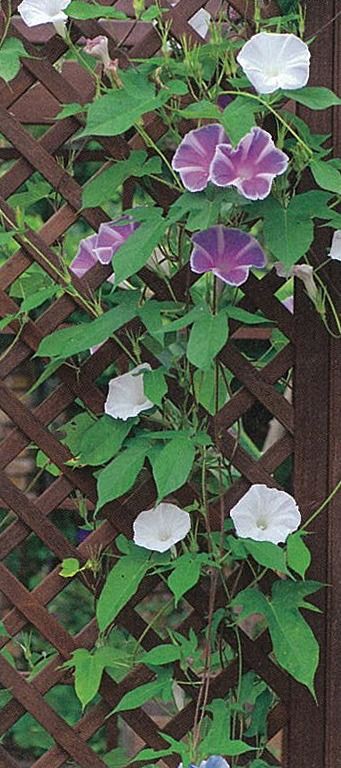 7月の花 朝顔 アサガオ ってどんなお花 オリジナルカラーな切り花をお届け アートフラワーカメレオン