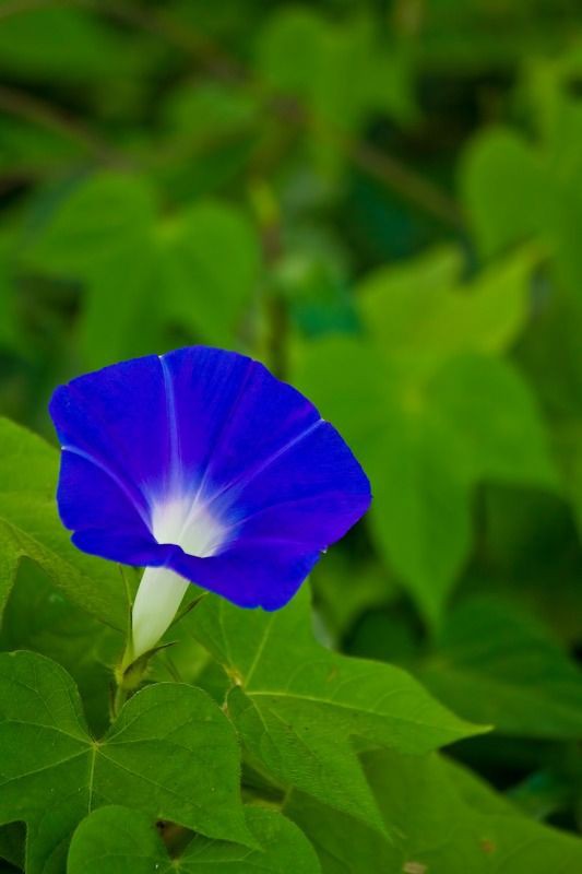 アサガオの開花を自在にコントロールするコツ オリジナルカラーな切り花をお届け アートフラワーカメレオン