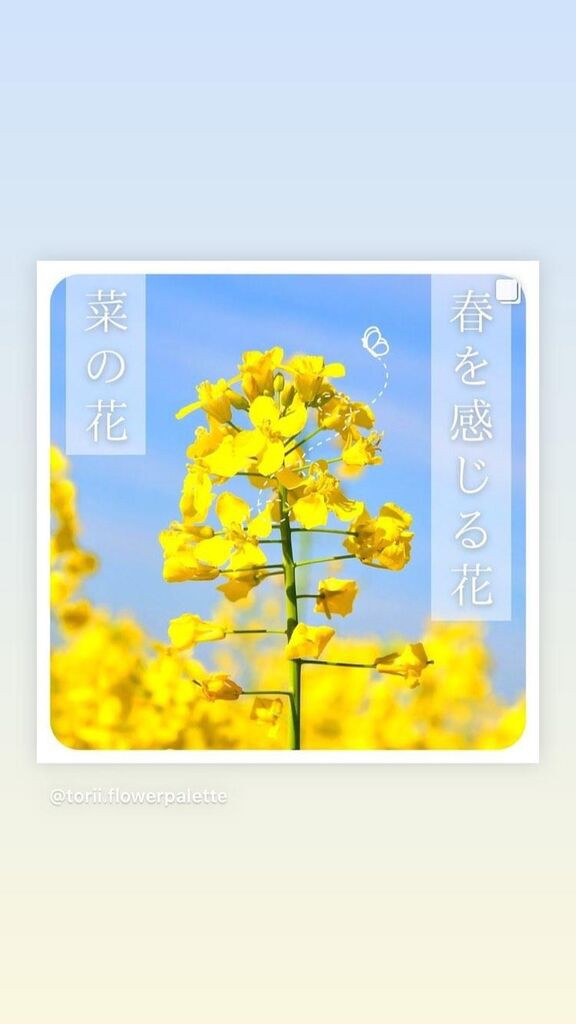 春を感じる花 菜の花 : オリジナルカラーな切り花をお届け