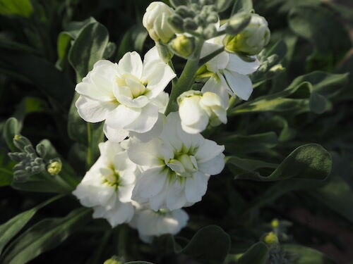 フラワーパレット でストックを染めてみました オリジナルカラーな切り花をお届け アートフラワーカメレオン