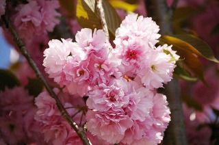 花びらが8枚だから八重桜 はウソだった オリジナルカラーな切り花をお届け アートフラワーカメレオン