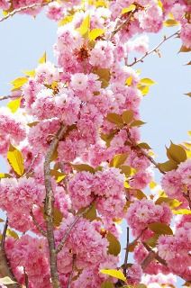 花びらが8枚だから八重桜 はウソだった オリジナルカラーな切り花をお届け アートフラワーカメレオン