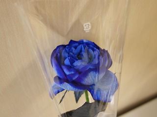 一輪の青バラをラッピングしてプレゼント オリジナルカラーな切り花をお届け アートフラワーカメレオン