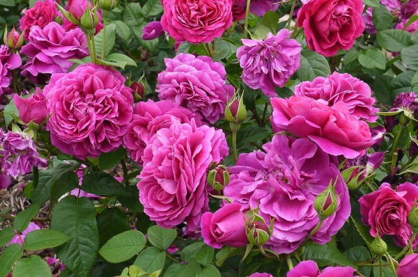 高槻から少しお出かけ 茨木市若園公園のバラが満開 19年 高槻network新聞