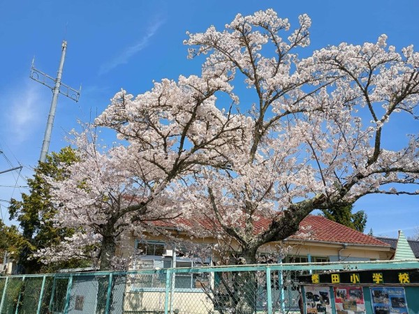高槻の桜 樫田方面の桜も咲いてきた！森林観光センターもとっても