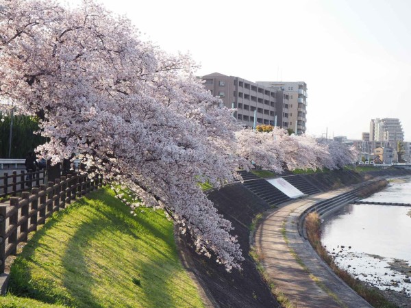 高槻の桜 満開中 芥川桜堤 芥川橋 筒井池のしだれ桜 柳川沿い 唐崎西 北清水小学校ほか 21年4月1日時点 高槻network新聞