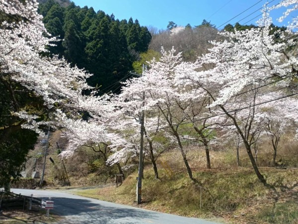 高槻の桜 樫田方面の桜も咲いてきた！森林観光センターもとっても