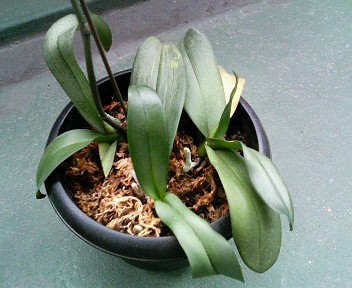 胡蝶蘭の植え替え マモリビト