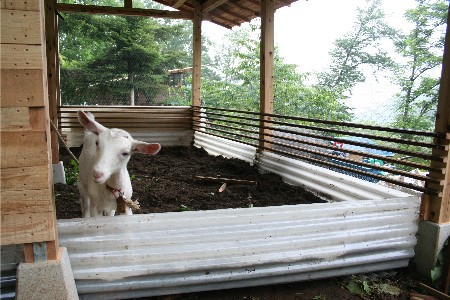 家畜小屋の記録 ピースフルライフワーカー加藤大吾の 自分で作る森の生活 Inかとうさんち