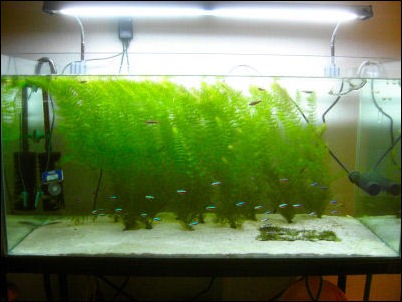 マツモ帝国 えび日記