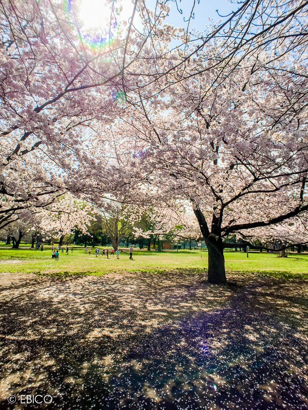 光の中で揺れる桜は美しい 世田谷 砧公園 癒しの動画作家 えびこのブログ