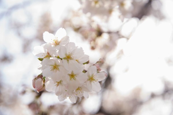 上花 景色 ブログ 最高の花の画像