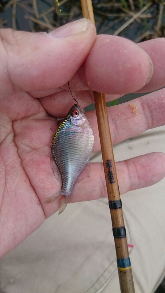 手賀沼タナゴ釣り はま工房の仕掛ロストはイタイ 千葉県発 湾奥シーバス 印旛新川ブラックバス 手賀沼タナゴ