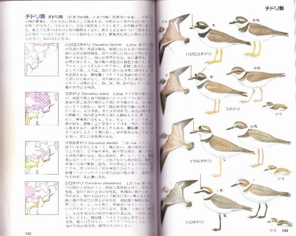 野外原色図鑑 韓国の鳥類 野外原色図鑑 韓国の鳥類 – 丸善ジュンク堂