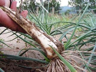 加世田砂丘らっきょう収穫とコンカツらっきょう漬け体験 薩摩半島自然学校