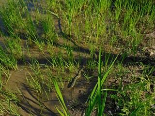 ある日 光が丘公園バードサンクチュアリの湿地にて 今日の工房