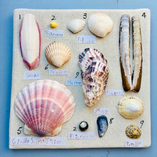 正規通販 貝殻の標本作り」を通して知る「生物多様性」: 貝殻標本 ...