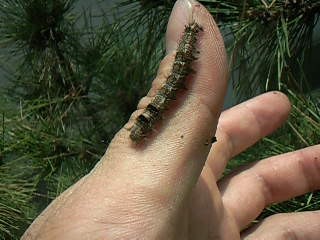 春ですね 道 義生と南生 時々愛さん よしおとなお ときどきあいさん