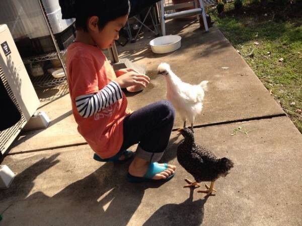 ペットとしてのニワトリの飼い方 ニワトリを散歩に連れて行こう 道 義生と南生 時々愛さん よしおとなお ときどきあいさん